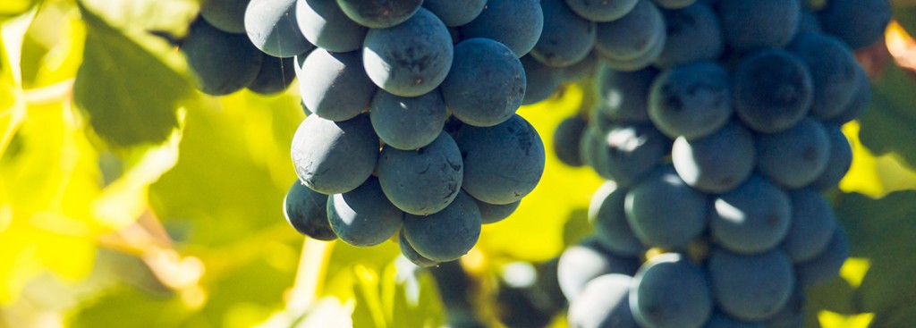 Petit Verdot
