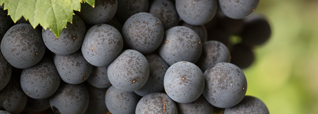 Petite Sirah