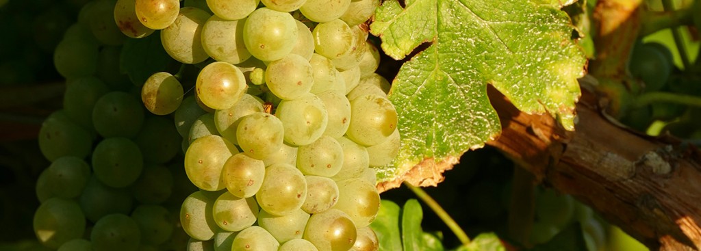 Roussanne