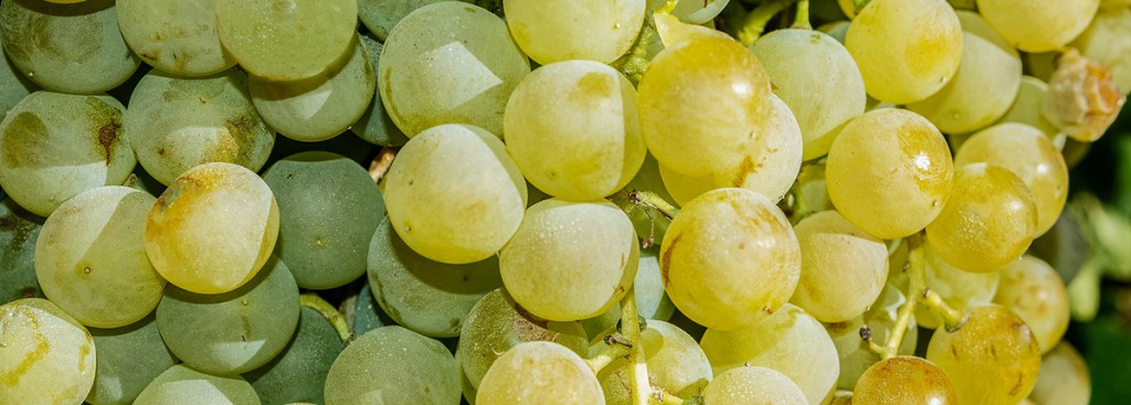 Verdejo