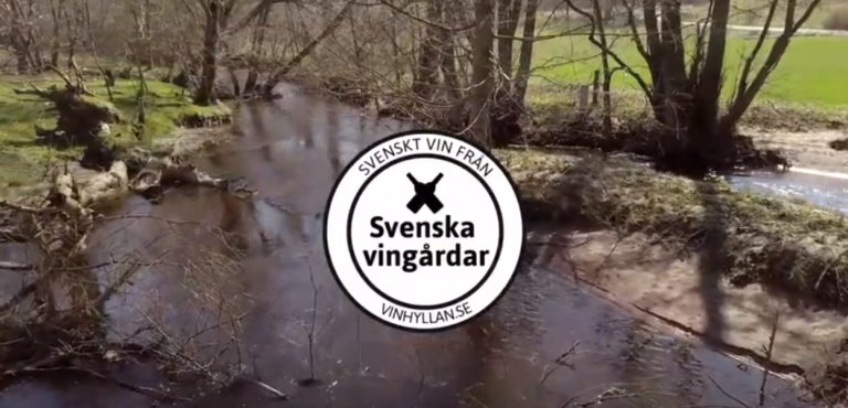Hur går degorgering av ett mousserande vin till? Bengt Åkesson på Skepparps Vingård berättar.