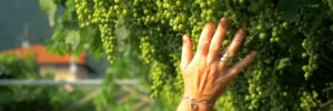 Green harvest – grön skörd