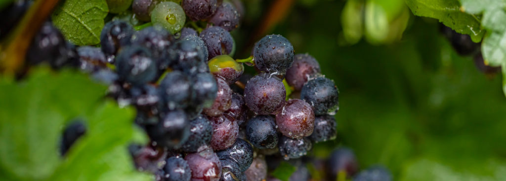 Merlot