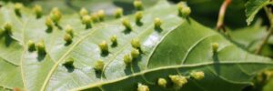 Vingårdens ”creepy crawler” – Phylloxera vastatrix (Dactulosphaira vitifoliae)