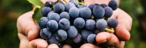 Maceration Maceration