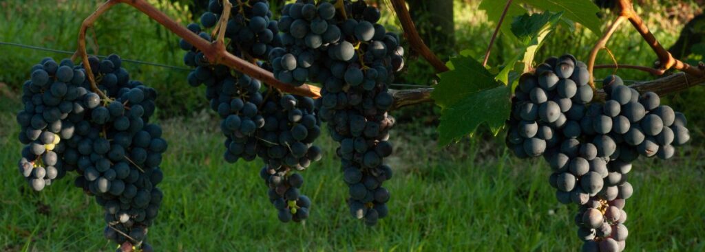 Dolcetto