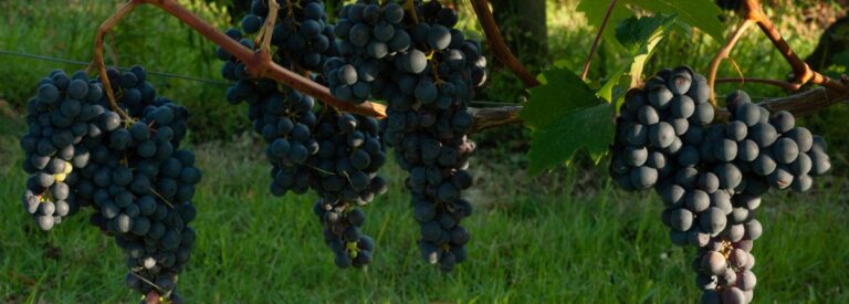 Dolcetto