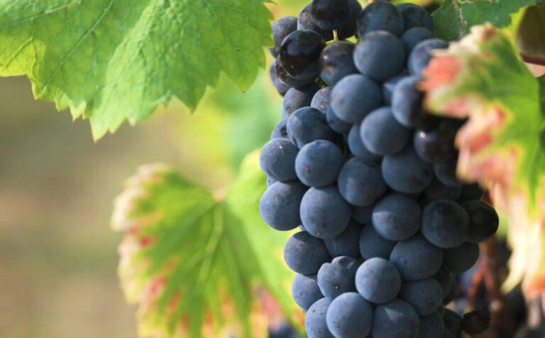 Vi besöker Cascina Collina i Piemonte